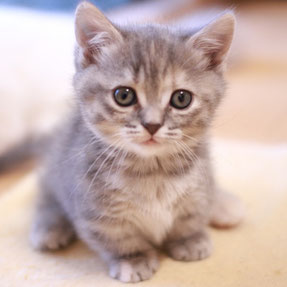 マンチカン　子猫　グレー