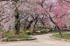 画像提供：北野天満宮