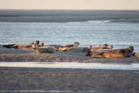 Pensez à réserver votre sortie nature des phoques en Baie de Somme avec votre guide de Découvrons la Baie de Somme ©Découvrons la Baie de Somme