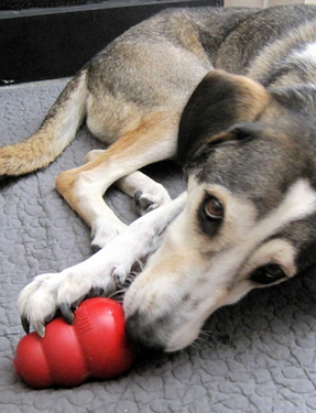 Hond, kong, dogsblog