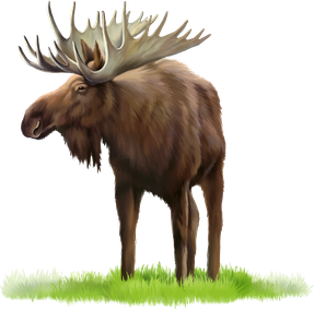 Image animaux detourée transparent sur fond blanc orignal elan moose png