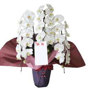 ３本立ち３６輪の胡蝶蘭（つぼみ付き）