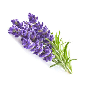 Lavendel