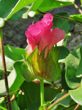 Blüte der Baumwolle.