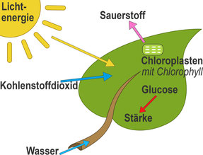 Kreislauf der Photosynthese
