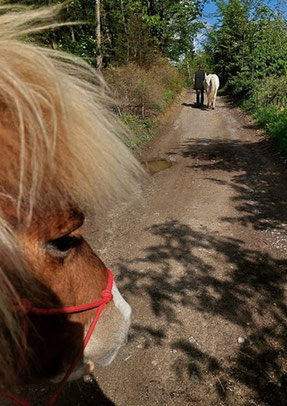 Pferd und Reiter sind zu Fuß unterwegs: Helgis Kopf ist in Richtung Kamera gedreht, weiter vorne sind Reiter Stephan und sein Islandpferd Skarpur ebenfalls zu Fuß unterwegs