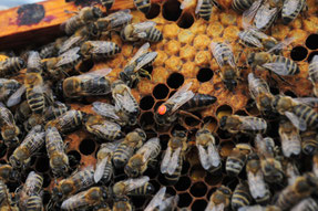 Markierte Bienenköniginnen sind im Volk schnell zu erkennen. (Foto: Pixaby; Abdruck kostenlos)