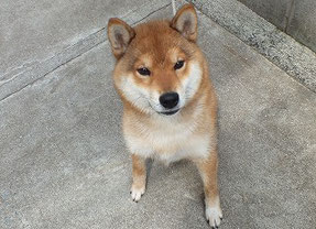 柴子犬の画像