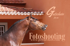 gutschein für pferdeshooting gutscheine verschenken tiere pferde tiershooting fotoshooting verschenken