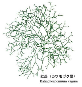 カワモズク属の一種 紅藻 Gartchen ページ カワモズク属の一種 紅藻 Gartchen ページ