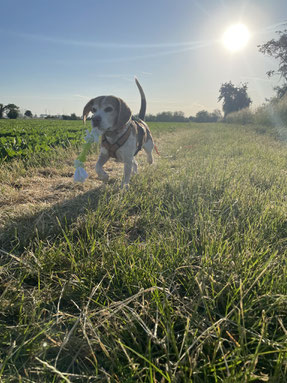 Foto: Bettina Bumb, Harper bei morgendlichen 19 Grad