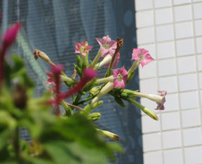 公民館に今年もタバコの花が咲いていました