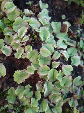 Riccia gougetiana, Tenerife (photo Ugo)
