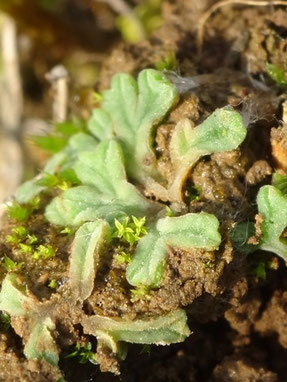Riccia sorocarpa, Coteau de la Rivière (photo Ugo)