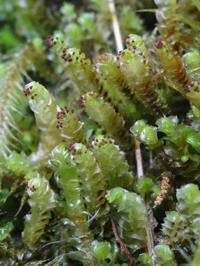 Anastrepta orcadensis, Hautes-Vosges (photo Ugo)