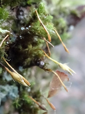 Ulota bruchii, Côte du Muschelkalk (photo Ugo)