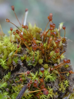 Tortula truncata, piémont Alsace (photo Ugo)
