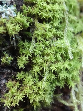 Zygodon rupestris, Massif des Vosges (photo Ugo)