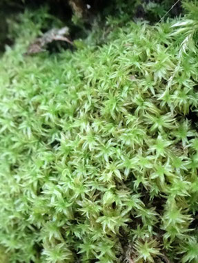 Zygodon rupestris, Plateau du Barrois (photo Ugo)