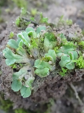 Riccia glauca, Côte du Muschelkalk (photo Ugo)