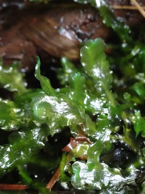 Aneura pinguis, Massif des Vosges (photo Ugo)