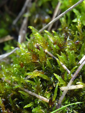 Warnstorfia exannulata, Luchonnais (photo Ugo)