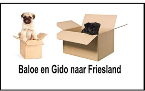 Baloe en Gido verhuizen