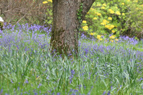 der romantische Rowallane Garden mit blühenden Blue Bells
