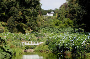 Trebah Garden mit Teich, Brücke und Hortensienbüschen