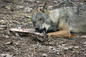 Iberischer Wolf mit Knochen (pixabay.com)