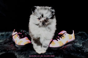 Pomeranian Hündin Tinkerbell von der Arnold's Eiche.