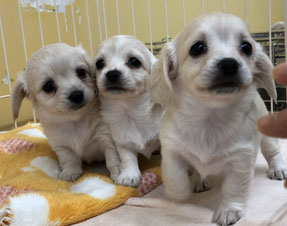 チワックス子犬9月17日生まれ