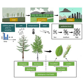 Effects on particulate matter accumulation by trees