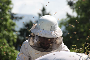 Apilcuteur de nouvelle-zélande dans rucher dans la nature sauvage avec des centaines d'abeilles autour de lui