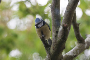 Birds In The Garden