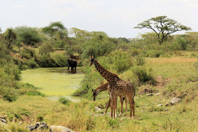 Combine Kilimanjaro with Safari in the Serengeti