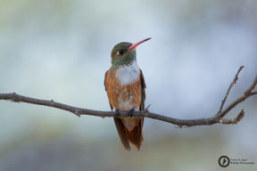 Amazilia amazilia - Amazilia Hummingbird - Rostbauchamazilie