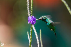 Amazilia saucerottei - Steely-vented Hummingbird - Stahlgrüne Amazilie