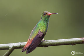 Amazilia tzacatl - Rufous-tailed Hummingbird - Braunschwanzamazilie