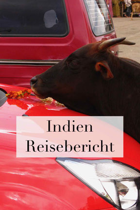 Reisebericht Indien Urlaub: Kühe im Land, Erfahrungen