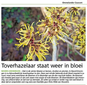 Ommelander Courant 16-01-2023