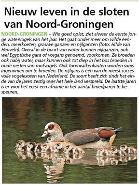 Ommelander Courant 01-05-2025