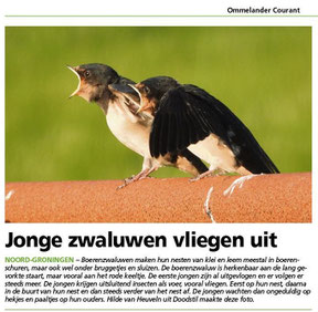 Ommelander Courant 01-07-2024