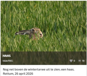 Mooiste foto Vroege Vogels