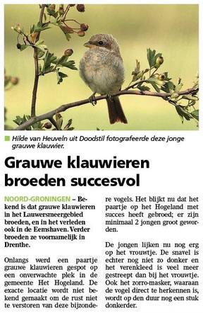 Ommelander Courant 31-07-2025