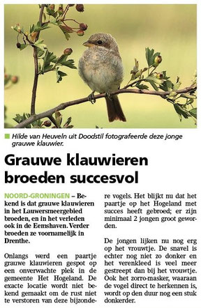Ommelander Courant 31-07-2025