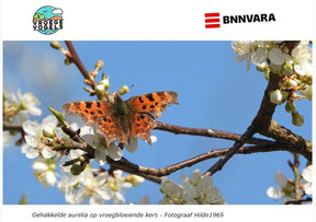 Nieuwsbrief Vroege Vogels 12-03-2025