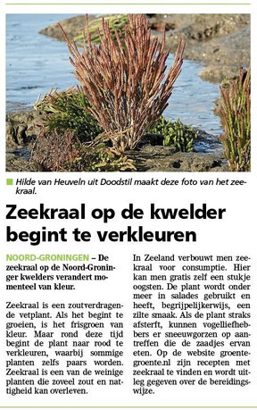 Ommelander Courant 06-19-2022