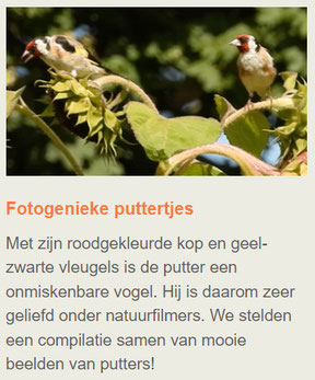 Nieuwsbrief Vroege Vogels 05-12-2022