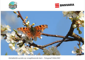 Nieuwsbrief Vroege Vogels 12-03-2025